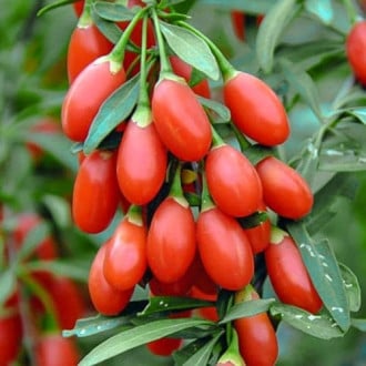 Goji berry Big Berry, P9 interface.image 5