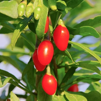 Goji berry Sweet Berry, P9 interface.image 6