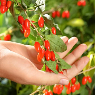 Goji berry coreano grande interface.image 4