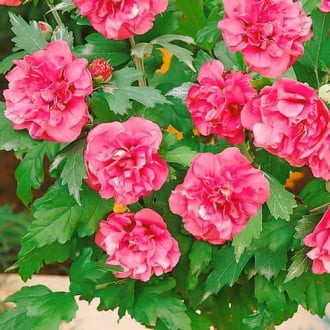 Hibisco (hibisco sírio) Duc de Brabant, P9 interface.image 3