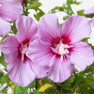 Hibisco (Syriana syriaca) Maike, P9