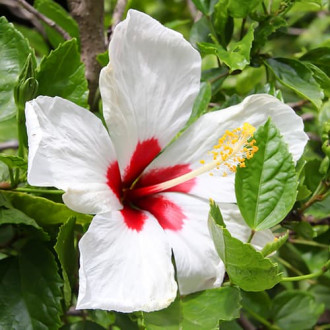 Hibisco (Syriana syriaca) Red heart interface.image 5