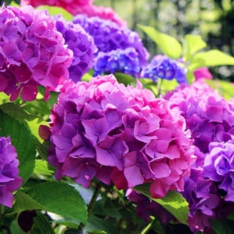 Hortênsia de jardim Hamburgo, P9 interface.image 3