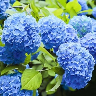 Hortênsia de jardim Nikko Blue, P9 interface.image 4
