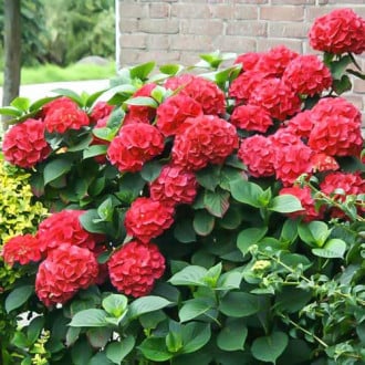 Hortênsia de jardim Red Miss Hepburn, P9 interface.image 5