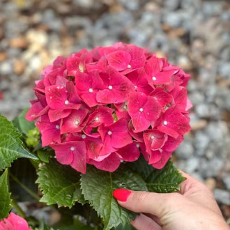 Hortênsia de jardim Alpenglühen interface.image 3