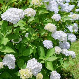 Hortênsia de jardim Soeur Therese interface.image 3