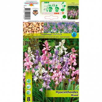 Hyacinthoides Hisp. Mixed interface.image 3