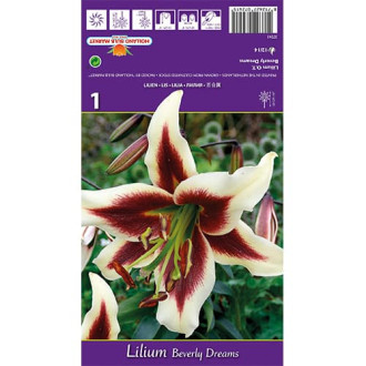 Lírio Beverly Dreams interface.image 1