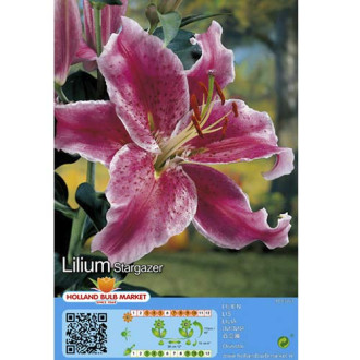 Lírio Stargazer interface.image 3
