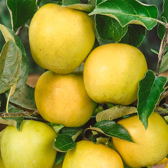 Macieira Golden Reinders, C2 interface.image 6