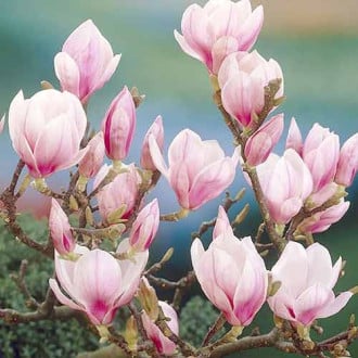Magnólia Festirose, P9 interface.image 2
