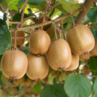 Mini kiwi (Actinidia) Jenny interface.image 1