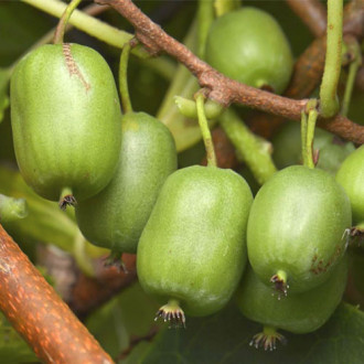 Mini kiwi (actinidia) Vitikiwi ® interface.image 1