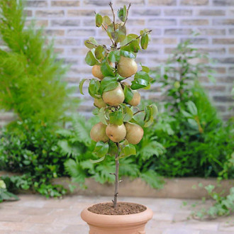 mini Pereira GardenPearl®, C2 interface.image 4