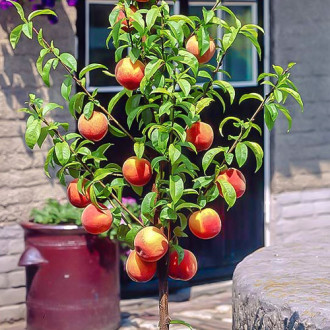 mini Pêssego HoneyRed®, C2