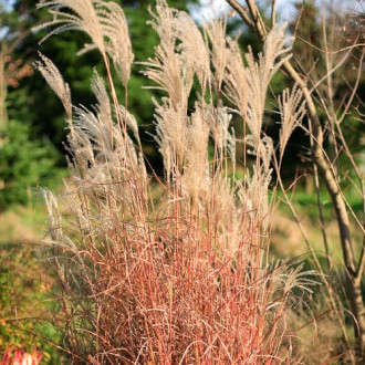 Miscanthus chinês Little Miss interface.image 1