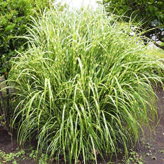 Miscanthus Zebrinus chinês interface.image 1