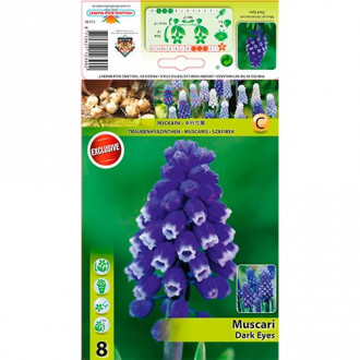 Muscari Dark Eyes interface.image 5