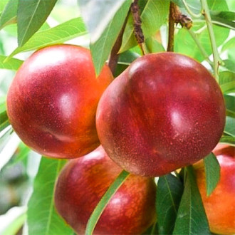 Nectarina Early Bomba, C2 interface.image 10