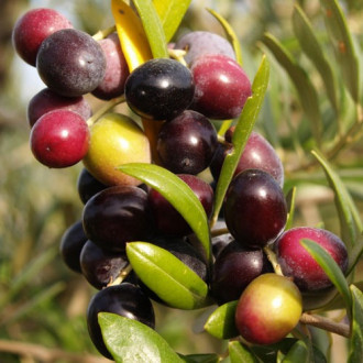 Oliveiras Arbequina interface.image 1