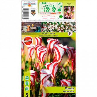 Oxalis Versicolor interface.image 3