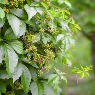 Parthenocissus Quinquefolia interface.image 1