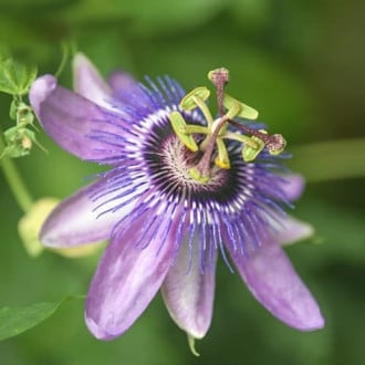 Passiflora Lavender Lady, P9 interface.image 1