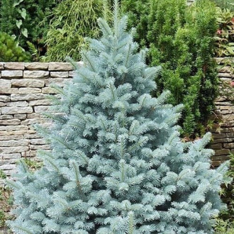 Picea espinhoso de Kaibab, Р9 interface.image 2