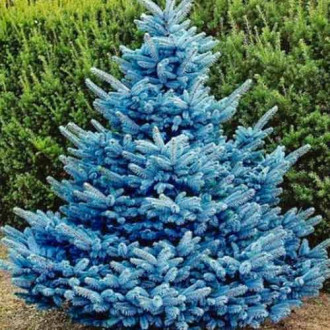 Picea Majestic Blue, Р9 interface.image 1