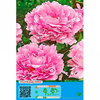 Peony Pink interface.image 4