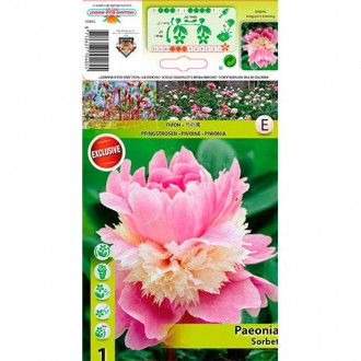 Peony Sorbet interface.image 6