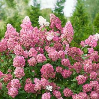 Ramo de hortênsias Pink Diamond, P9 interface.image 3