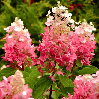 Ramo de hortênsias Red Star, P9
