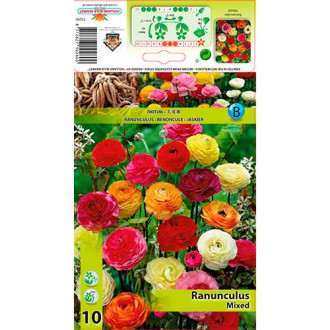 Ranunculus (Ranúnculo Asiático) Mixed interface.image 4