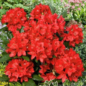 Rododendro (Rododendro) Red Jack, P9 interface.image 3