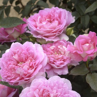 Rosa de flor grande Borneo Odore®, C5 interface.image 5