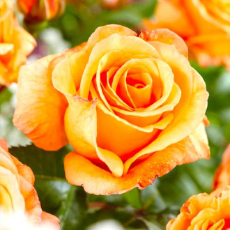 Rosa de flor grande Doris Tysterman interface.image 5