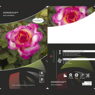 Rosa de flor grande Gorgeous Paramount®, С5 interface.image 2