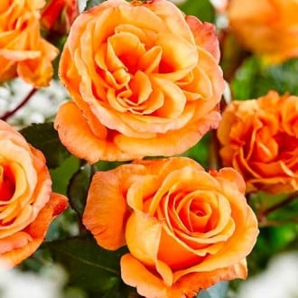 Rosa de flor grande Orange interface.image 2