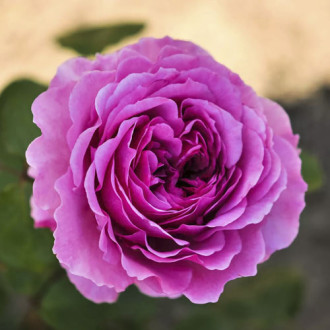 Rosa floribunda Adore Aroma®, С3 interface.image 3