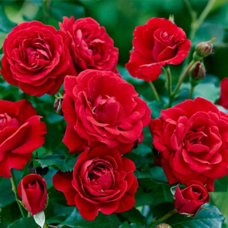 Rosa floribunda Bordo foto 14 Rosa floribunda Bordo interface.image 14
