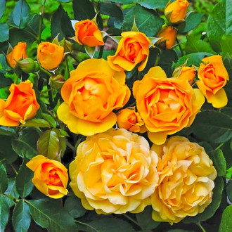 Rosa floribunda Julia Child®, C5 interface.image 1