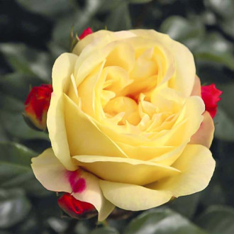 Rosa floribunda Lampion ®, С3 interface.image 1