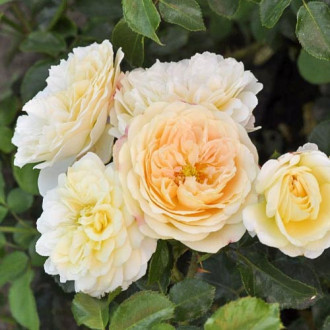 Rosa floribunda Lemon™ Vaza ®, С5 interface.image 2