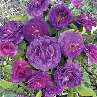 Rosa floribunda Minerva®, C5 foto 16 Rosa floribunda Minerva®, C5 interface.image 16