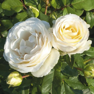 Rosa floribunda Pearl Vaza®, C3 interface.image 3