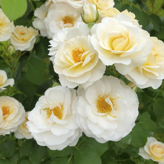 Rosa floribunda Zorza® interface.image 3