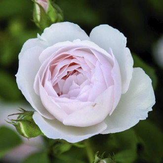 English Rose Desdemona®, C5 interface.image 5