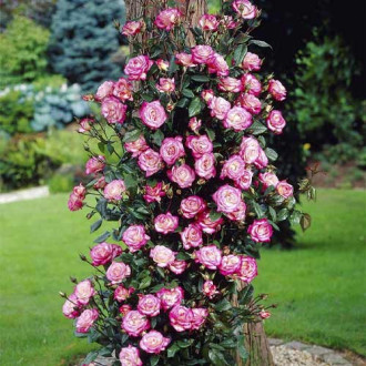 Rosa trepadeira Händel ®, С3 interface.image 5